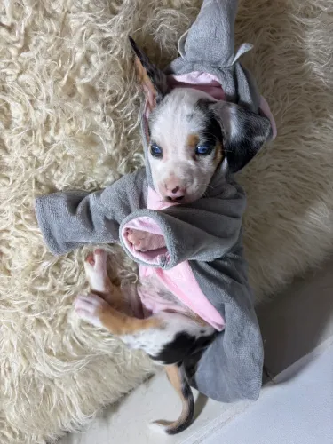 Cachorro