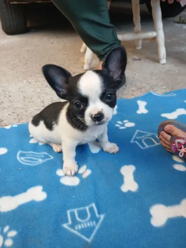 Chihuahua macho miniatura