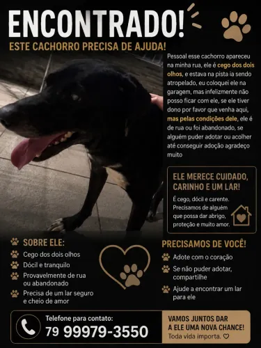 Cachorro para adoção