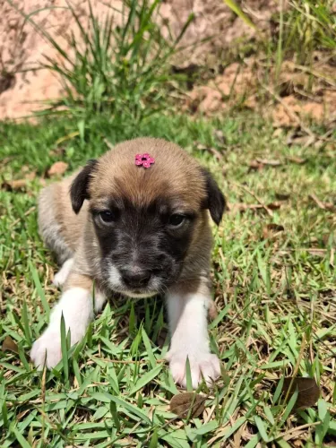 Cachorro para adoção