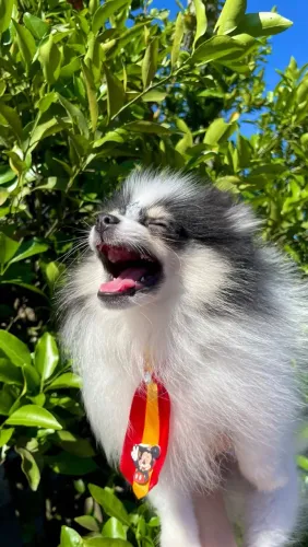 Fofo filhote Spitz alemão (Lulu da pomerania)