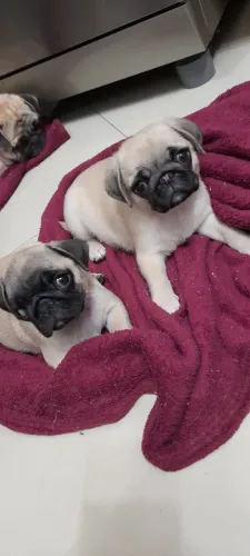 Casal de Pugs Bebês, Pequenos, Fofinhos e Cheios de Amor