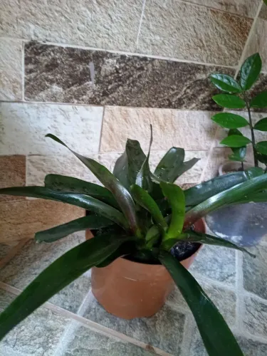 Bromélia no vaso pra bancada 
