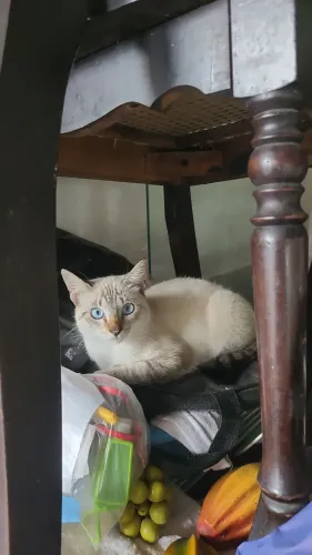 Gato