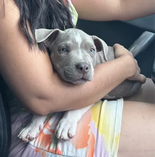 American Bully