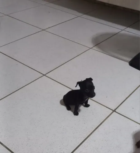 pinscher 0 miniaturas