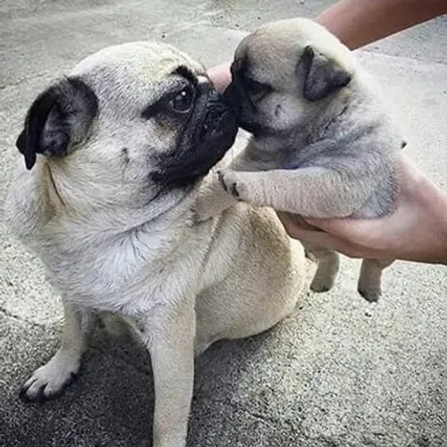 Pug - Uma Nova Possibilidade Para Quem Pensa Em Ter Um Pet
