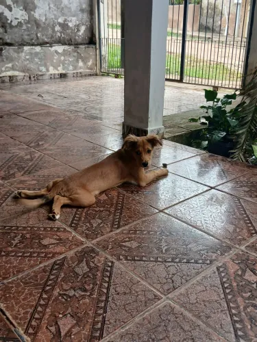 Adoção 