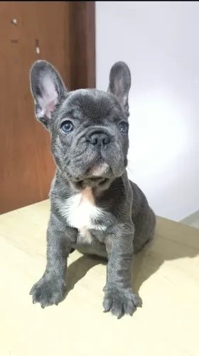 Bulldog francês BLUE macho 