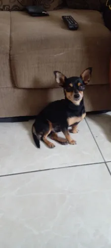 Cachorro pincher e yorkshire