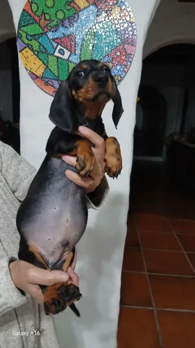 Salsichinha 