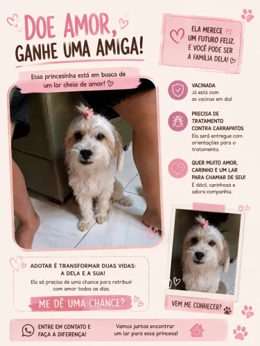 Doação de cachorra