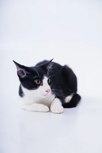 Adoção gato castrado
