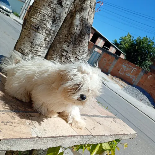 Cachorro Shitzu