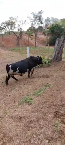 Vendo mini boi reprodutor pra ir logo
