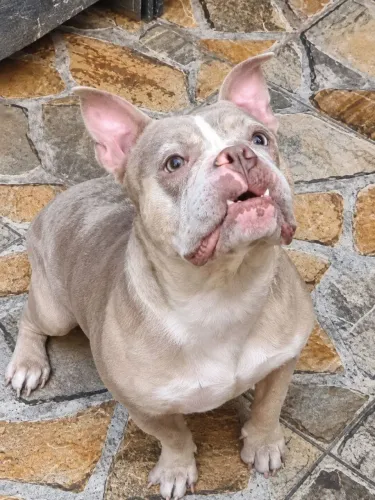 American Bully fêmea 
