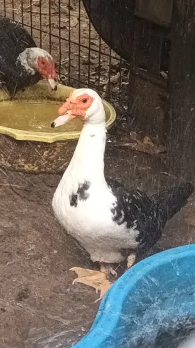 Pato adulto só 45 reais