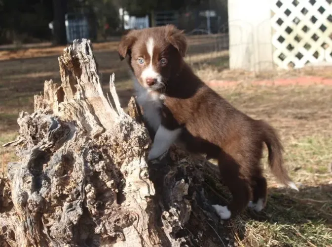 Filhotes de Border Collie | Carisma em forma de filhote!