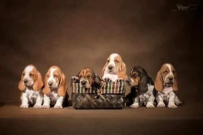 Basset Hound