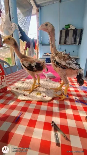 Frangos da raça Índio gigante 
