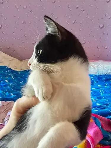 DOA-SE GATA FRAJOLINHA