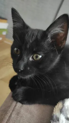 Doação de gato