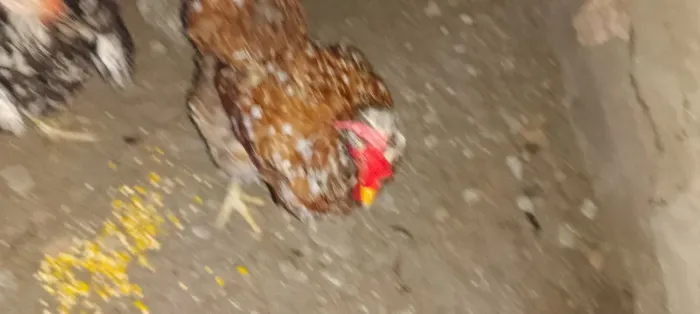 Vendo um casal de GSB raça puríssima 