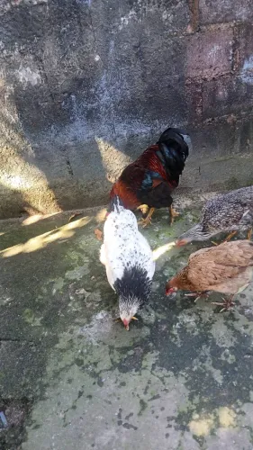 Galinhas