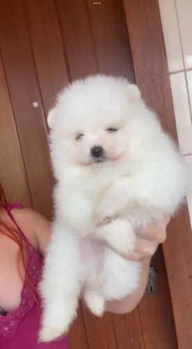 Lulu da pomerânia anã urssinha branca neve com pedigree 