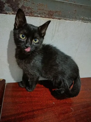 Doa-se gato filhote macho