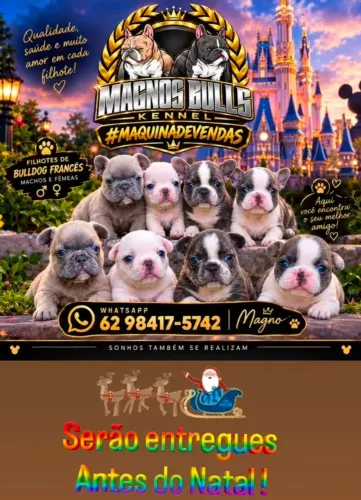 Bulldog Francês e Inglês