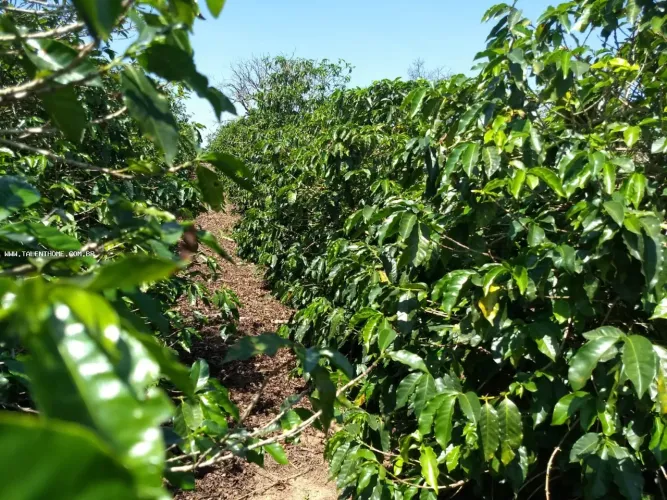 Sítio para Venda em Pinhalão, Lavrinha