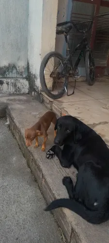 Cachorra labrador fêmea doação