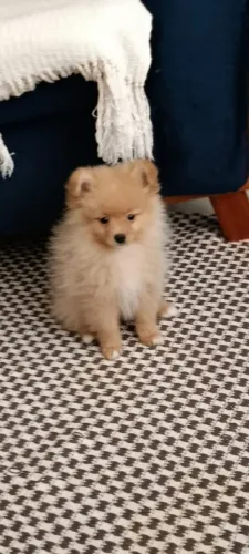 Vendo Sptiz anão machinho 2meses