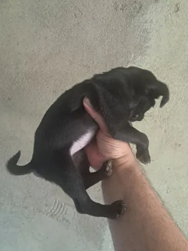 Pug fêmea 