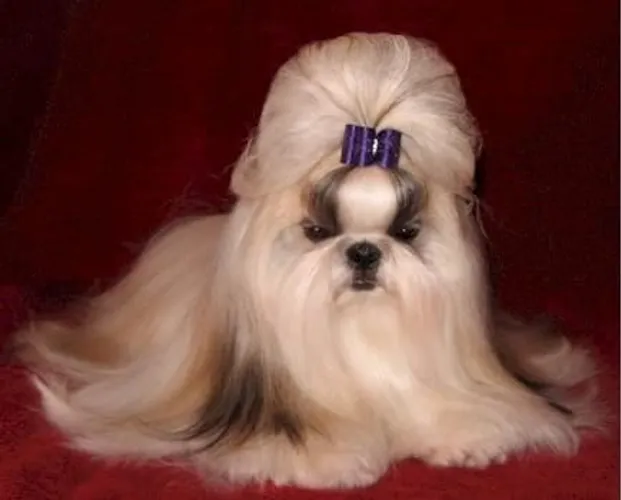 Miniatura perfeita pra ver ,shih Tzu micro aqui