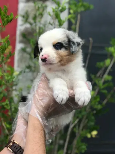 Border Collie  os mais fofos de são Paulo