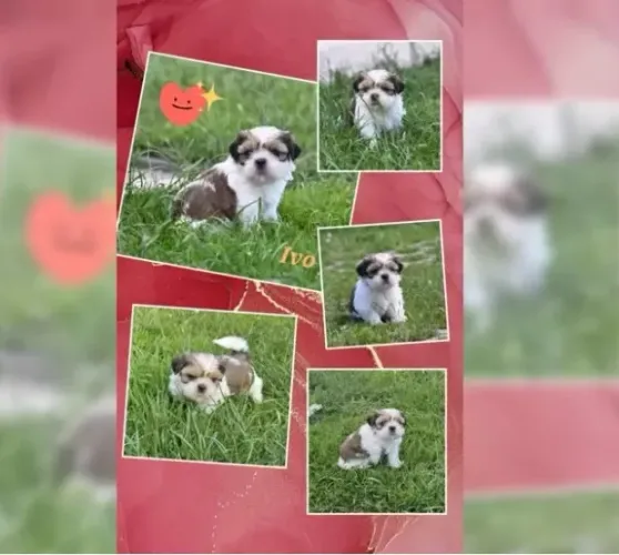 Shih-Tzu Filhotes Brancos - Lindos e Carinhosos