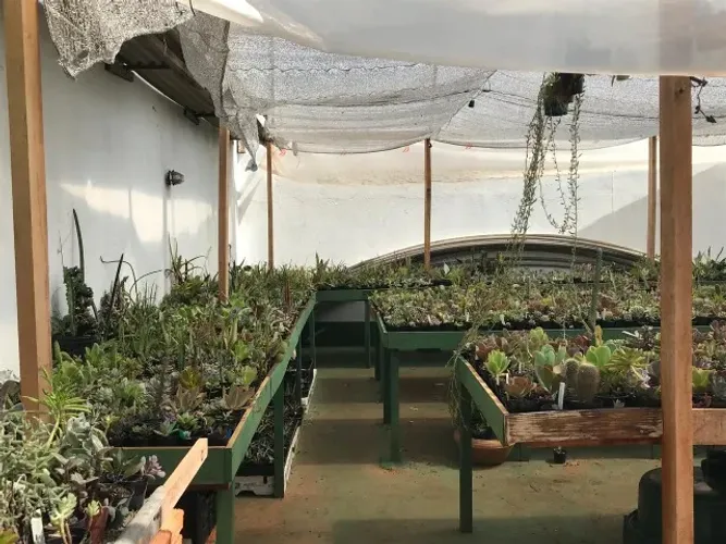 Vendo Viveiro de Suculentas em Foz do Iguaçu (Porteira Fechada) 