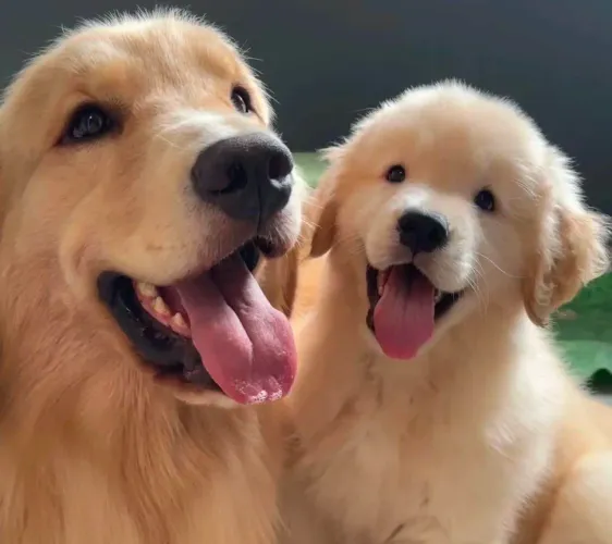 Filhotes Golden Retriever, O amor verdadeiro é peludo e sempre estará ao seu lado!