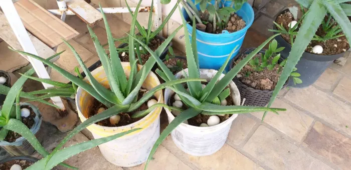 Muda de babosa (Aloe Vera)