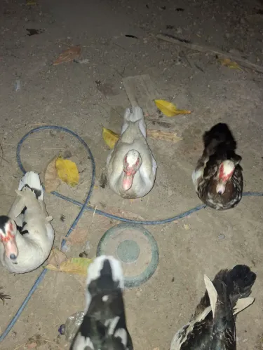 Vendo patos