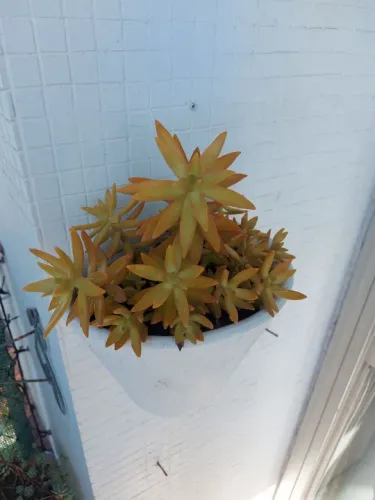 Suculenta Sedum Dourado (Adolphii) - Vaso de Parede em Barro - 32cm