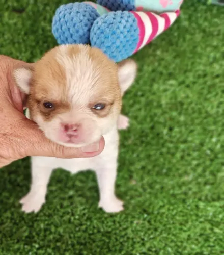 Chihuahua macho Pêlo curto disponivel para reserva 