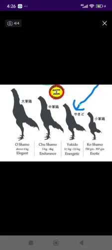 Frango , galo shamo tari tori