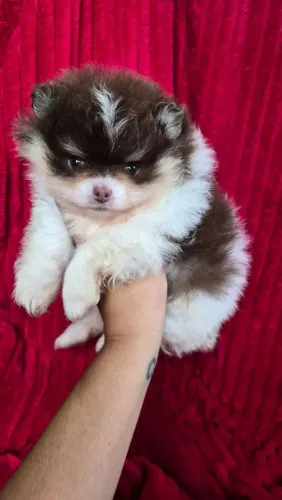 Spitz Alemão macho anão. Uma fofura de pelagem chocolate, branco e castanho. 