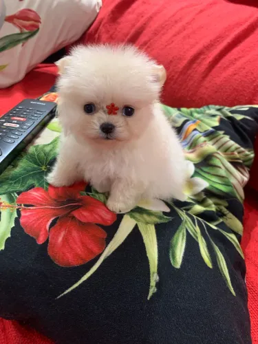 SPITZ ALEMÃO PAI ANÃO MÃE PQNA 