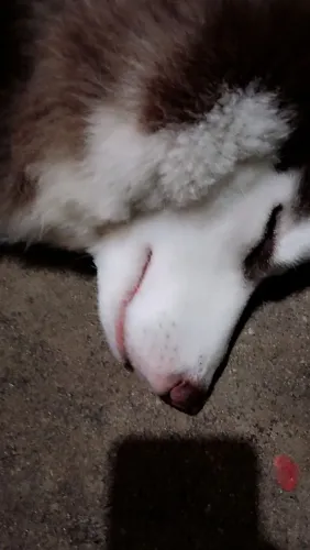 Vende-se Husky siberiano 1 ano pronto pra cruzar
