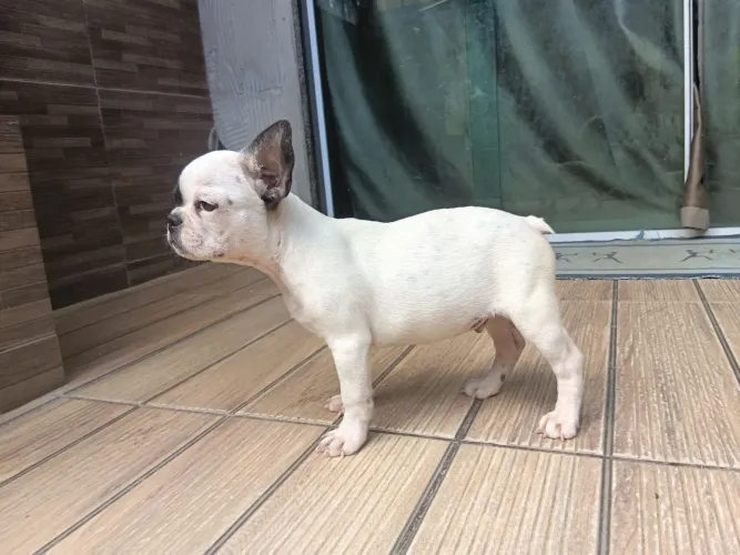 Bulldog francê