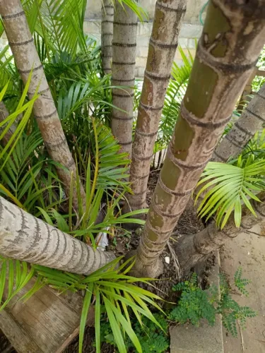Areca com raiz já pra ornamentações e paisagismos